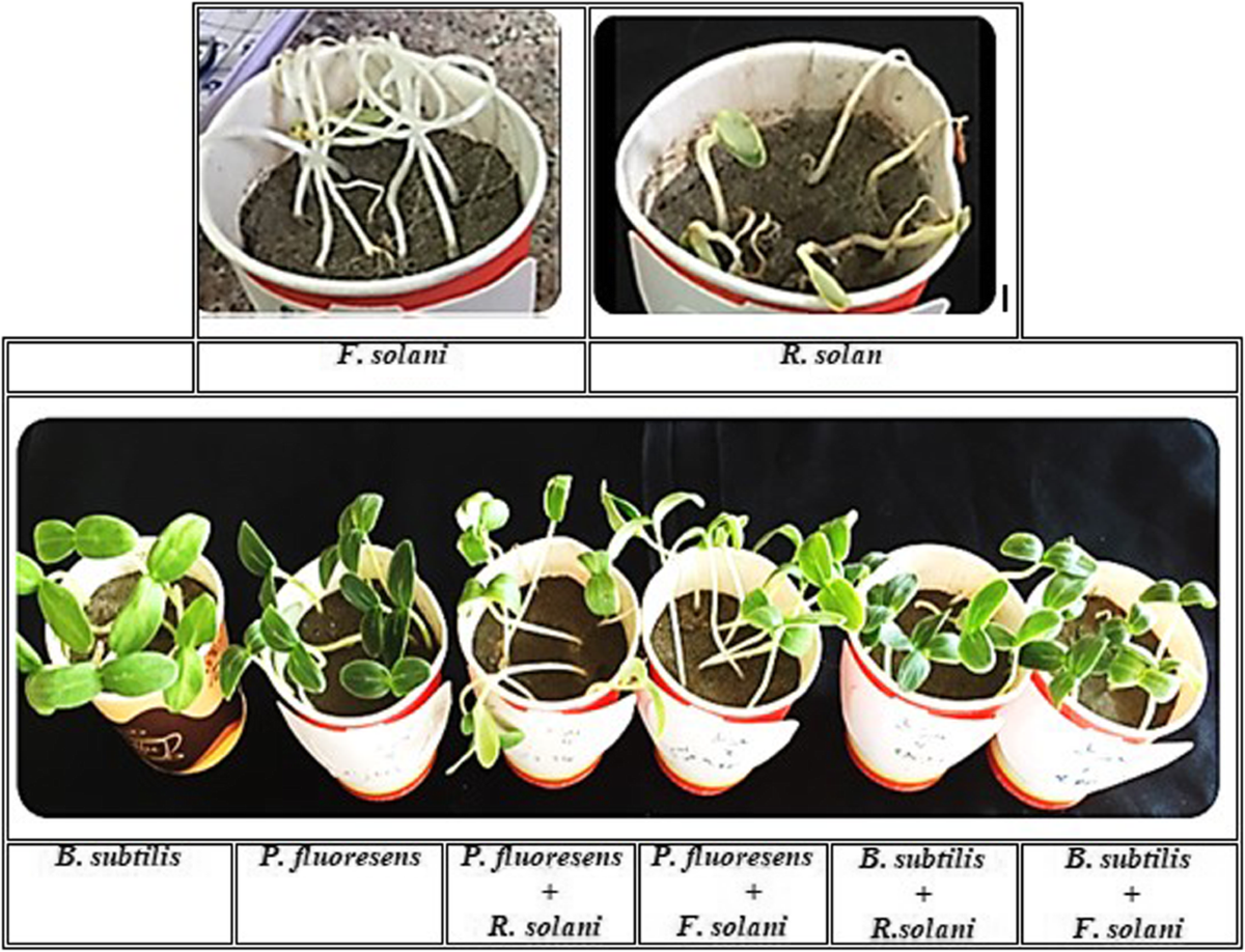 Isolation and molecular identification of Rhizoctonia solani and Fusarium  solani isolated from cucumber (Cucumis sativus L.) and their control  feasibility by Pseudomonas fluorescens and Bacillus subtilis | Egyptian  Journal of Biological Pest
