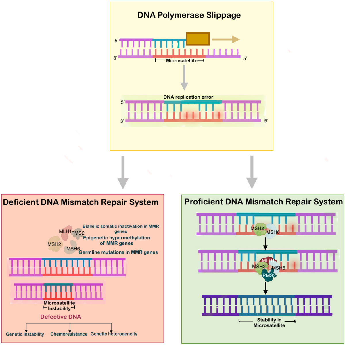 Predictive biomarkers for targeted therapy in daily anatomic pathology for  ovarian tumors | Surgical and Experimental Pathology
