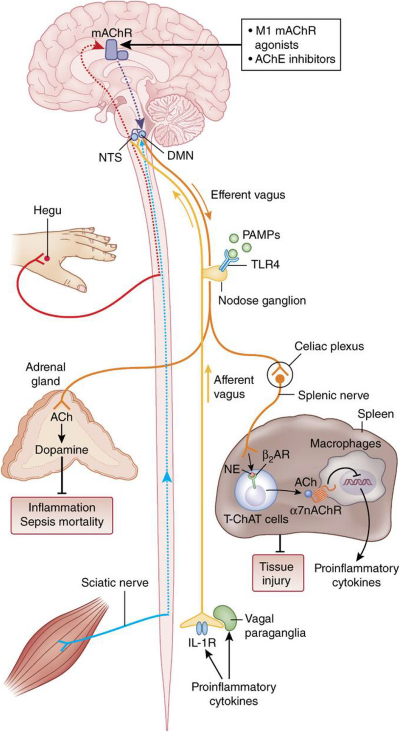 semaglutide vagus nerve Intermittent Vagal Blockade For Morbid Obesity JCI Insight - Semaglutide lowers