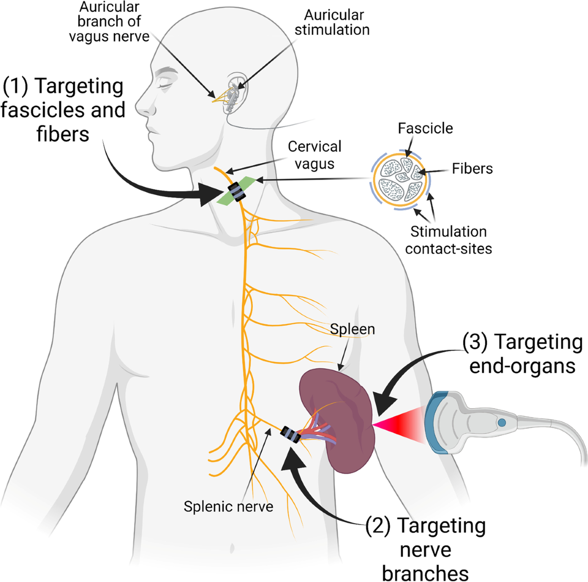 semaglutide vagus nerve Using the to treat disease: Review maps today's science, points to tomorrow's therapies Can tirzepatide cause anxiety? What