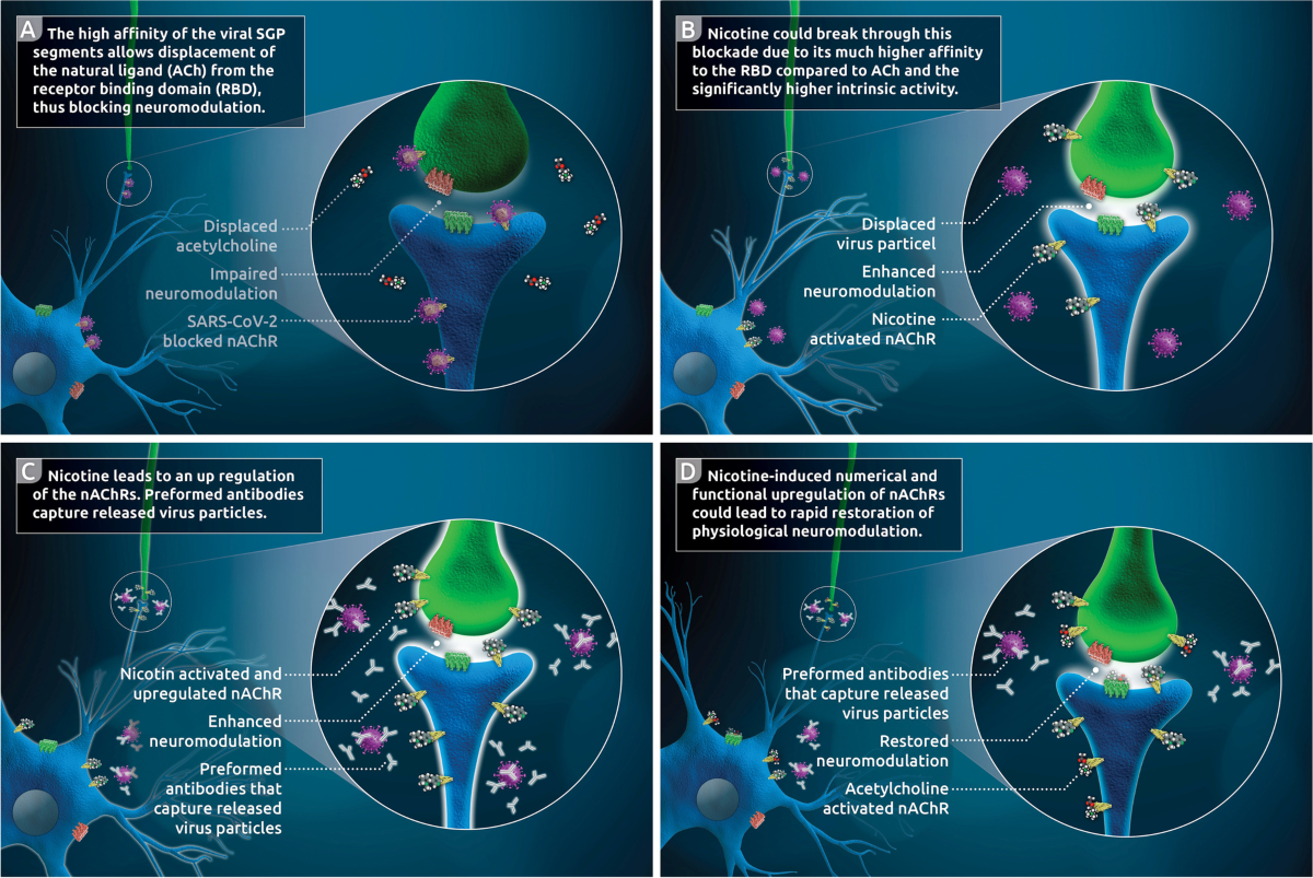 Is the post-COVID-19 syndrome a severe impairment of acetylcholine 