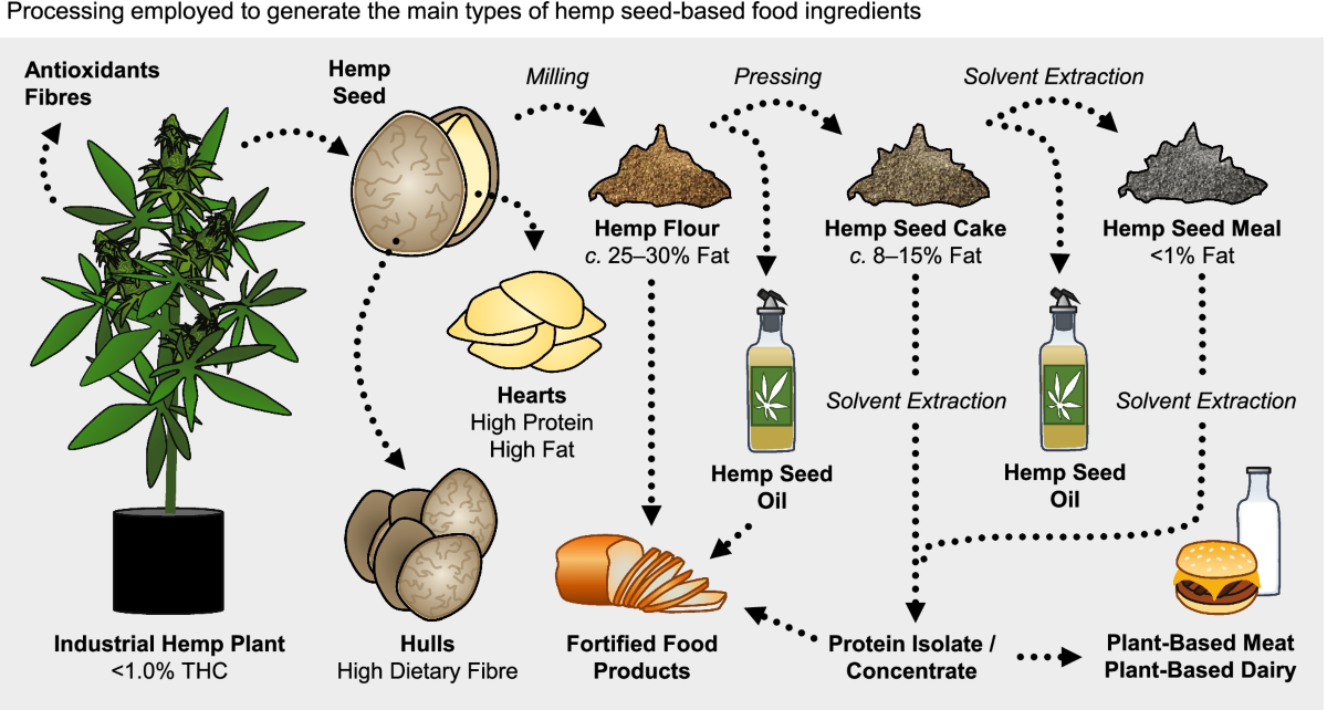 Industrial hemp seed: from the field to value-added food