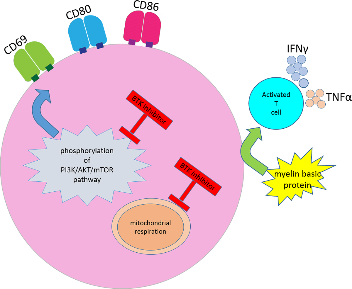 Targeting Brutons tyrosine kinase (BTK) as a signaling pathway in  immune-mediated diseases: from molecular mechanisms to leading treatments |  Advances in Rheumatology | Full Text