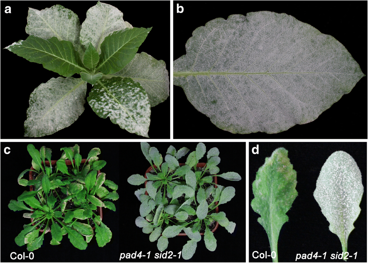 powdery mildew of tobacco Transcriptome analysis reveals pathways facilitating the growth of tobacco  powdery mildew in Arabidopsis | Phytopathology Research