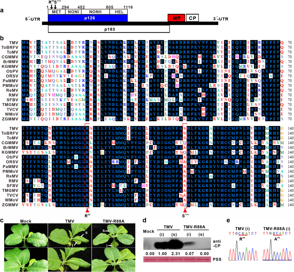 tobacco mosaic virus genome Engineering of the complementary mutation site in tobacco mosaic virus p126  to develop a stable attenuated mutant for cross-protection | Phytopathology  Research