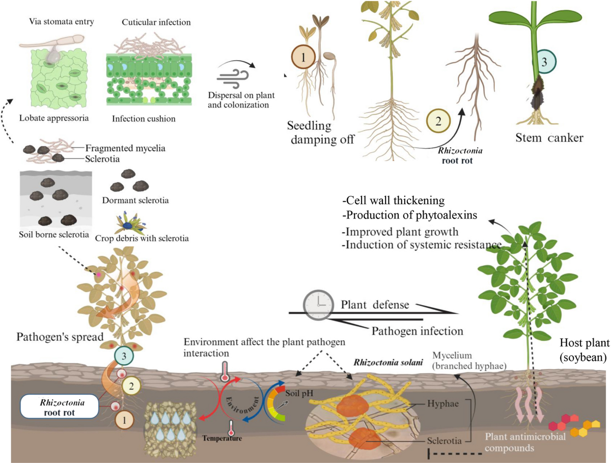Decoding Rhizoctonia spp. in-depth genomic analysis, pathogenic mechanisms,  and host interactions | Phytopathology Research | Springer Nature Link