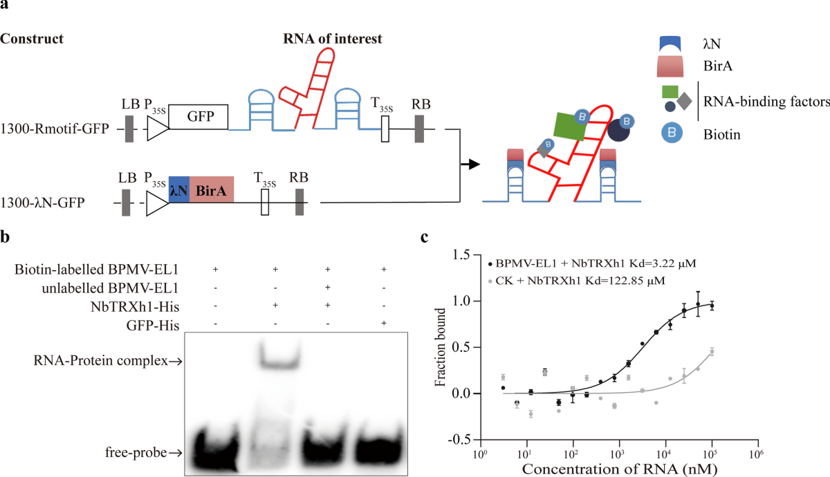 A tobamovirus RNA motif and TMV-Hel cooperatively suppress the host defense  factor TRX | Phytopathology Research | Springer Nature Link