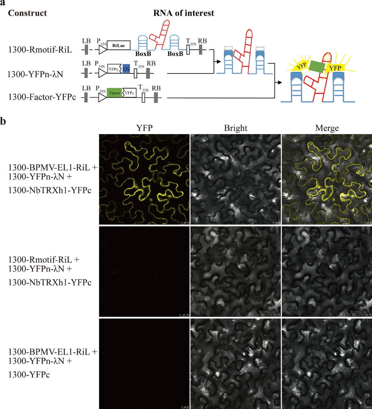 A tobamovirus RNA motif and TMV-Hel cooperatively suppress the host defense  factor TRX | Phytopathology Research | Springer Nature Link