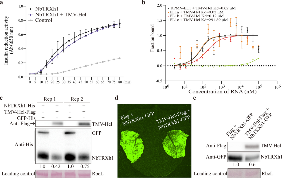 A tobamovirus RNA motif and TMV-Hel cooperatively suppress the host defense  factor TRX | Phytopathology Research | Springer Nature Link