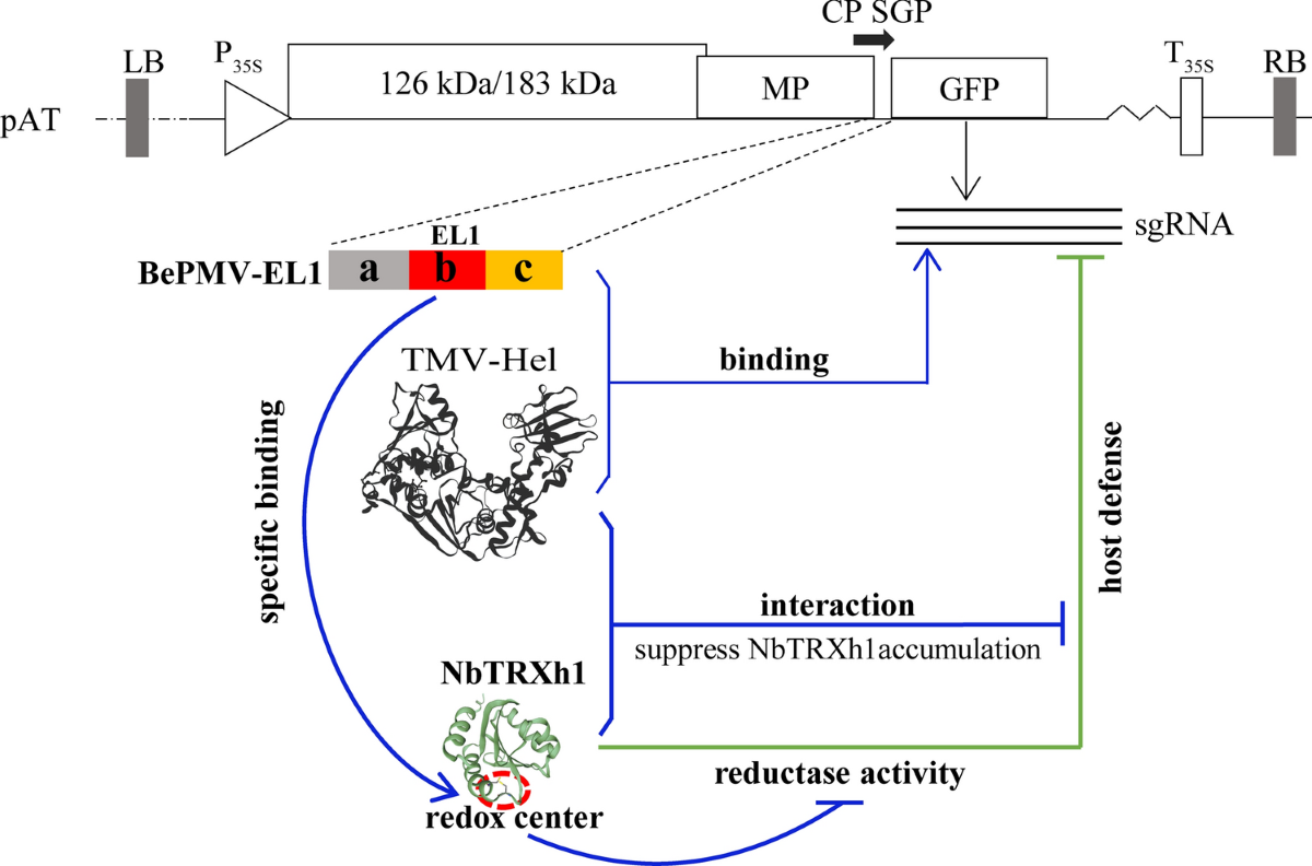 A tobamovirus RNA motif and TMV-Hel cooperatively suppress the host defense  factor TRX | Phytopathology Research | Springer Nature Link