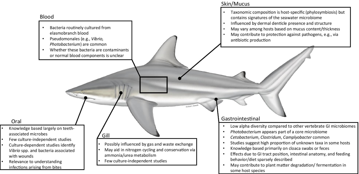 Elasmobranch microbiomes: emerging patterns and implications for