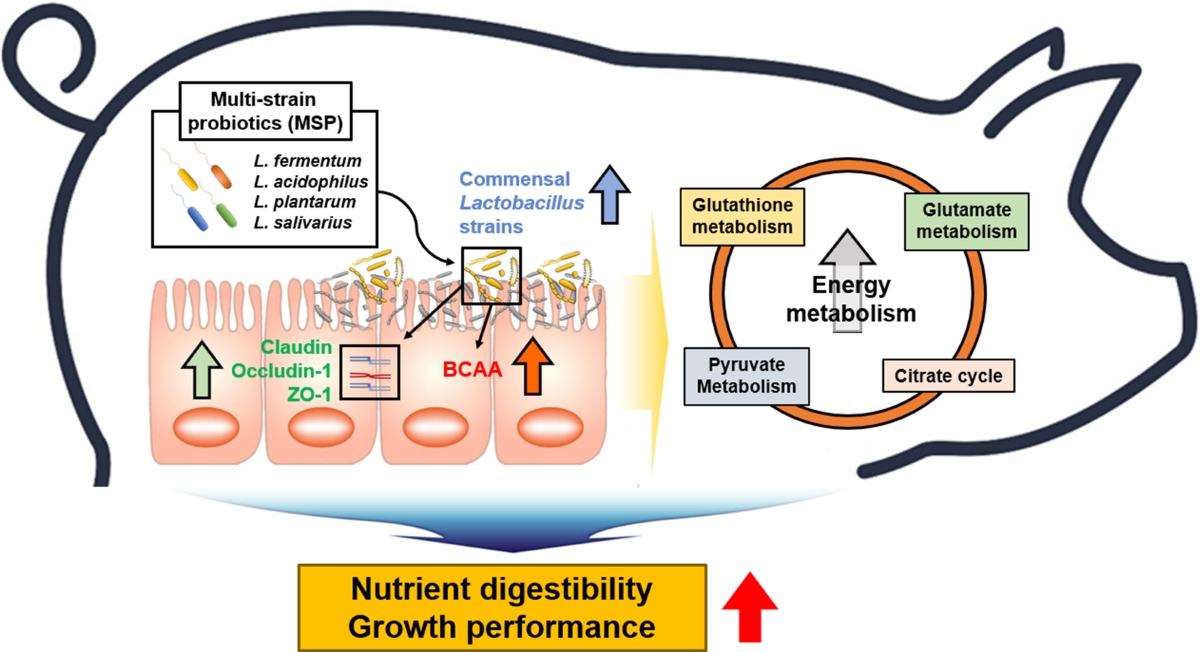 Molecular characterization of gut microbiome in weaning pigs supplemented  with multi-strain probiotics using metagenomic, culturomic, and metabolomic  approaches | Animal Microbiome | Springer Nature Link