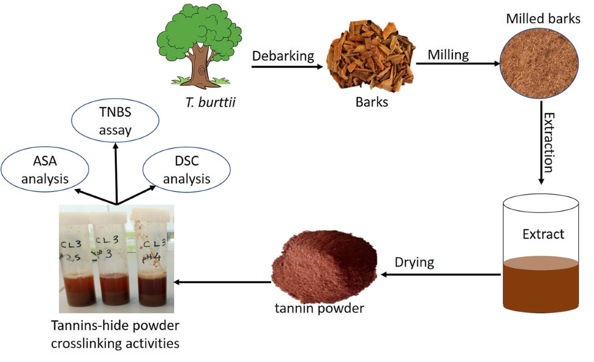 Tanning capacity of Tessmannia burttii extracts: the potential eco-friendly  tanning agents for the leather industry | Collagen and Leather | Springer  Nature Link