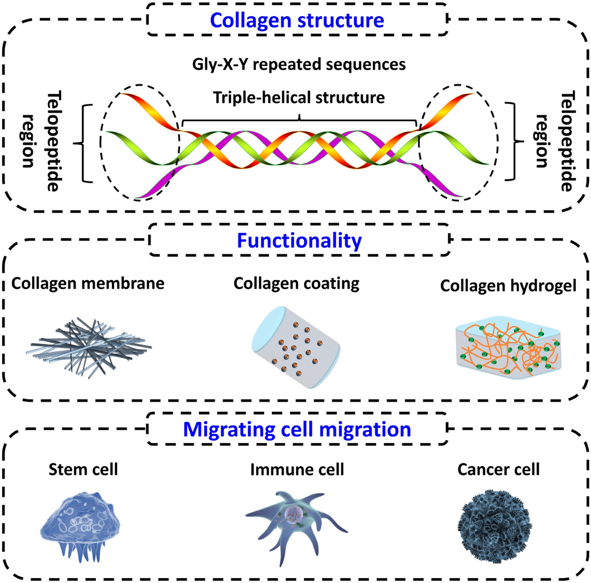 Collagen-based biomaterials: recent advances on regulating cell 