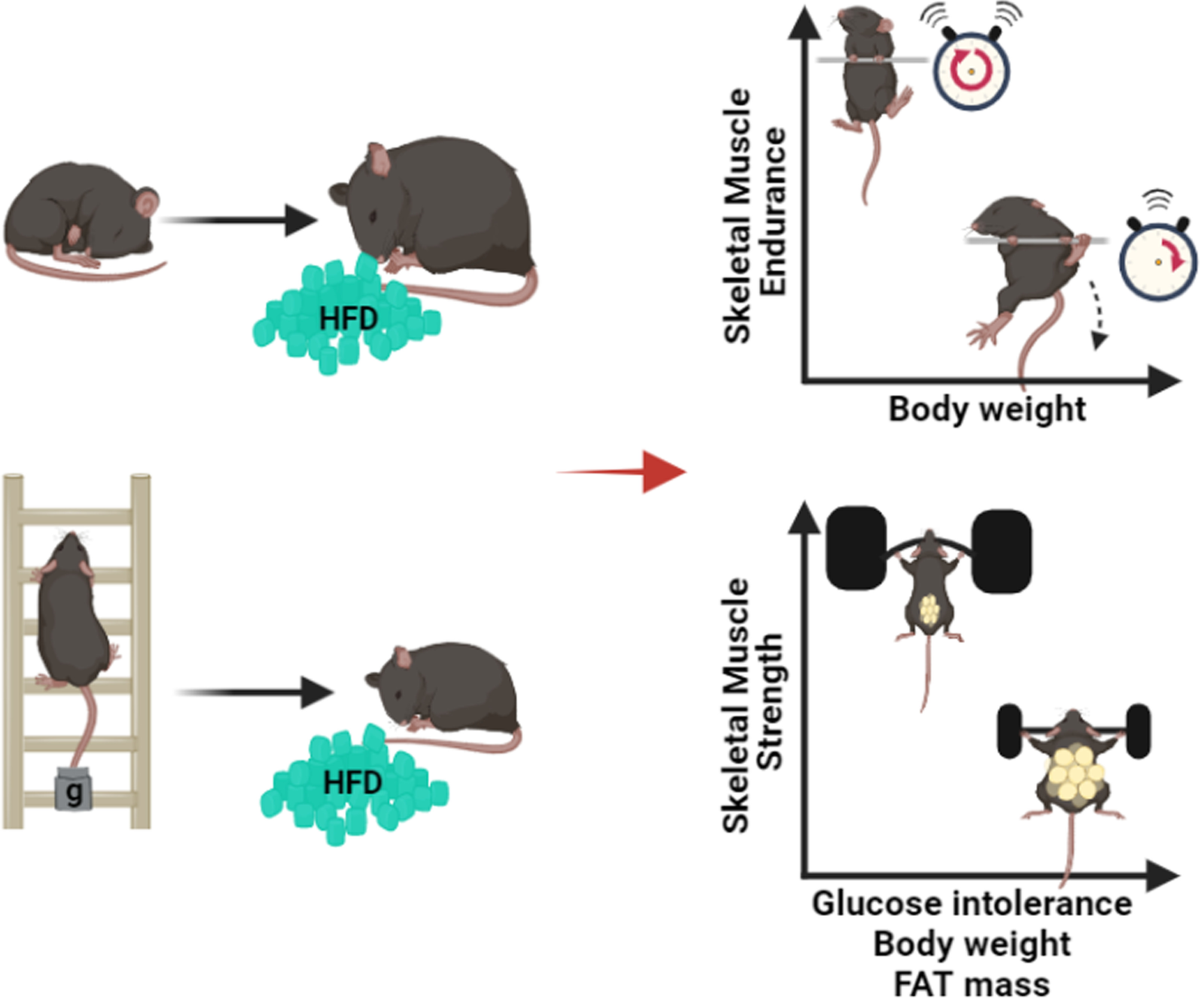 A non-invasive mouse model that recapitulates disuse-induced muscle atrophy  in immobilized patients | Scientific Reports, image size:1200x998