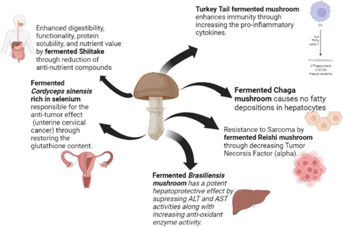 The role of microorganisms and microbial enzymes in commercial fermented  mushroom production: a comprehensive review of their action mechanisms,  quality attributes and health benefits | Food Production, Processing and  Nutrition | Full Text