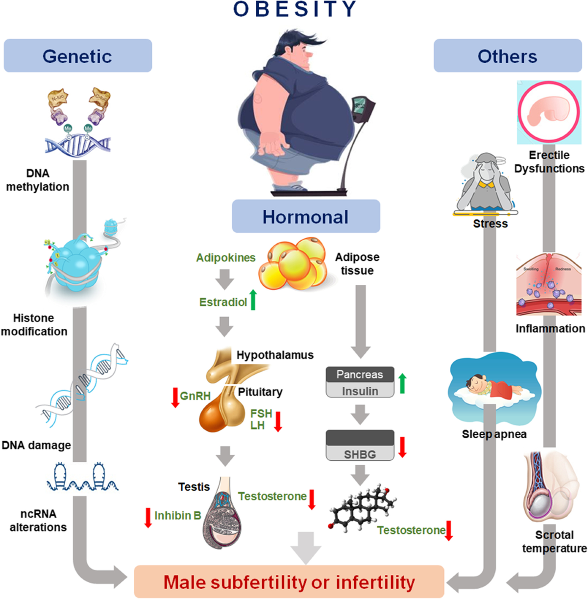 Obesity and male infertility: multifaceted reproductive disruption | Middle  East Fertility Society Journal
