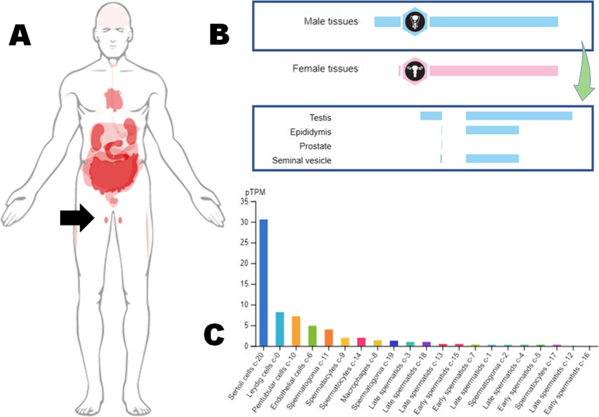 N-acetyl cysteine as a potential regulator of SARS-CoV-2-induced male  reproductive disruptions | Middle East Fertility Society Journal