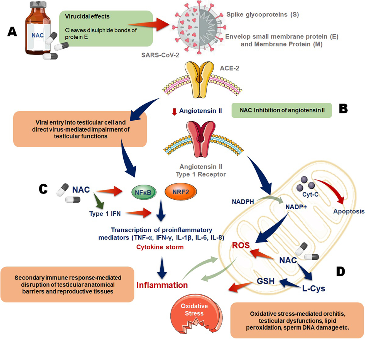 glutathione spike protein N-acetyl cysteine as a potential regulator of SARS-CoV-2-induced male  reproductive disruptions | Middle East Fertility Society Journal