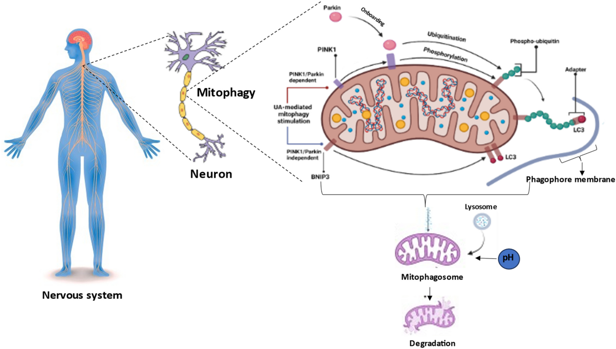 Urolithin A And Alzhimer's Disease