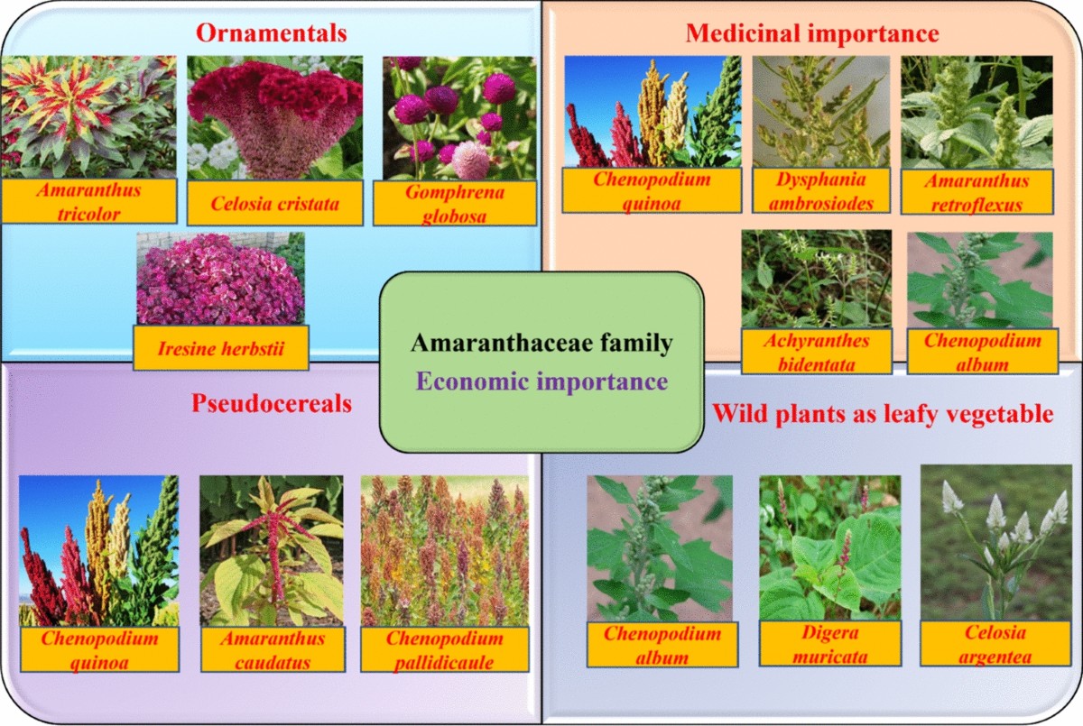 Recent progress in research on ethnobotany, phytochemistry, pharmacology,  and toxicology of some wild plants of family Amaranthaceae: an updated  review | Beni-Suef University Journal of Basic and Applied Sciences |  Springer Nature