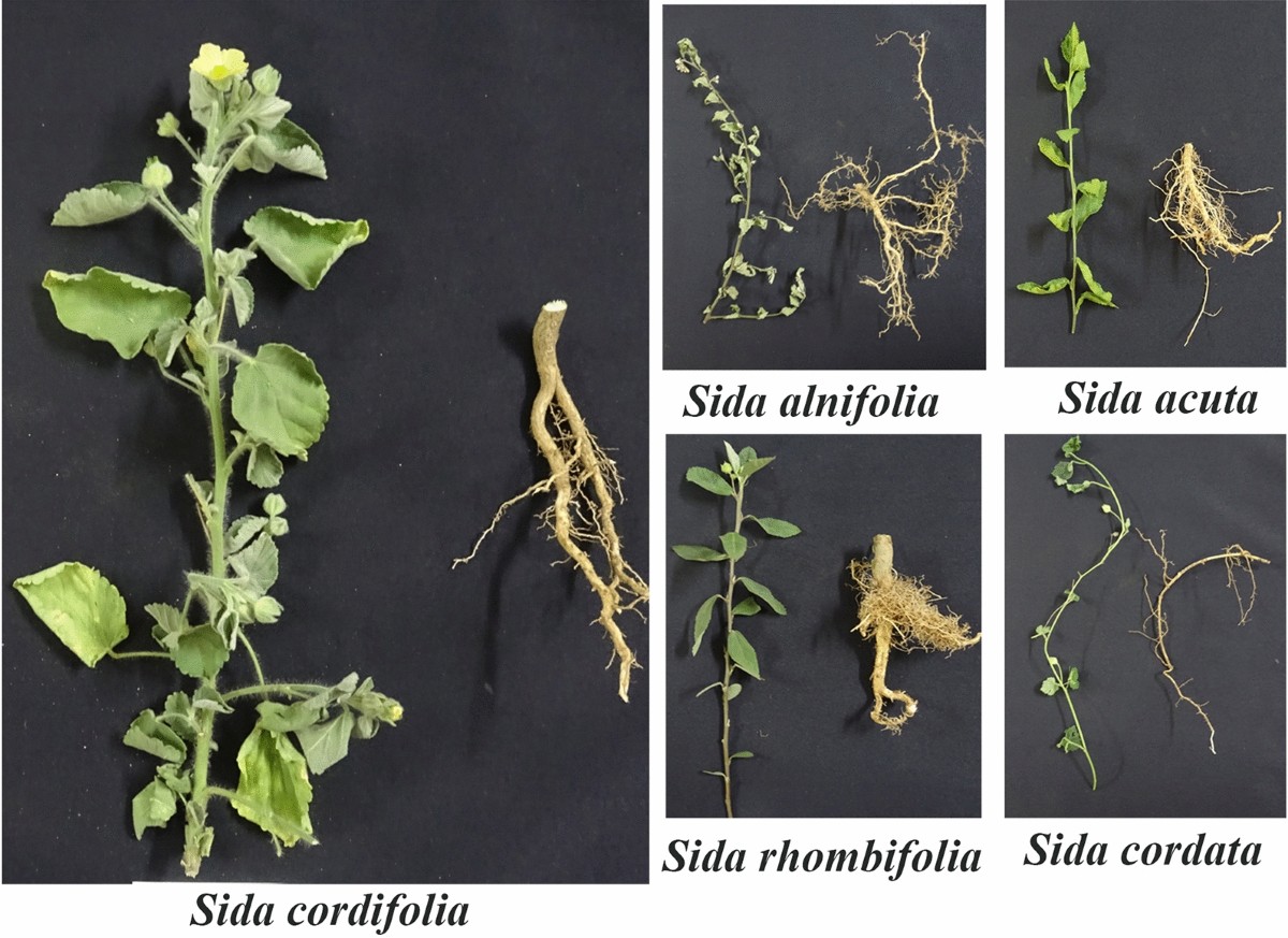 Phytochemical comparison of selected Sida species using spectrophotometric  and multiple chromatographic analyses | Future Journal of Pharmaceutical  Sciences | Full Text