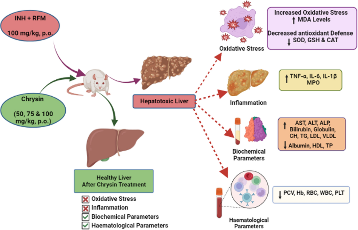 lipoic acid vs glutathione Lipoic acid and its metabolic effects in living bodies. (A) After its