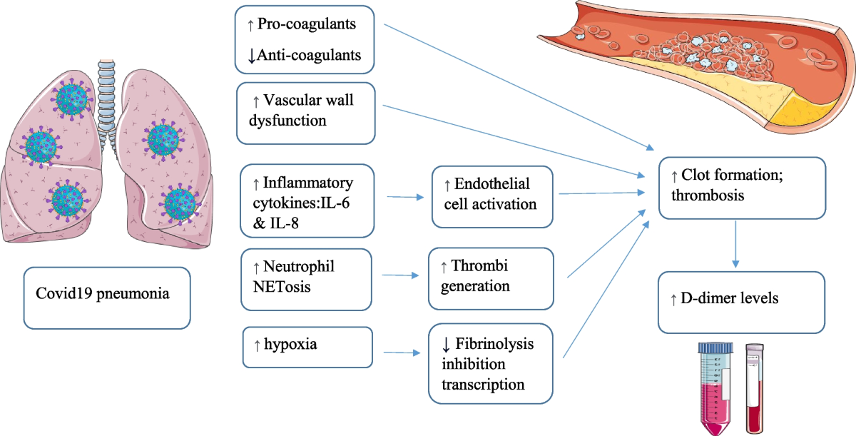 d-dimer as a biomarker for COVID-19-associated pulmonary thromboembolism: a narrative review from molecular pathways to the imaging findings | The Egyptian Journal of Bronchology