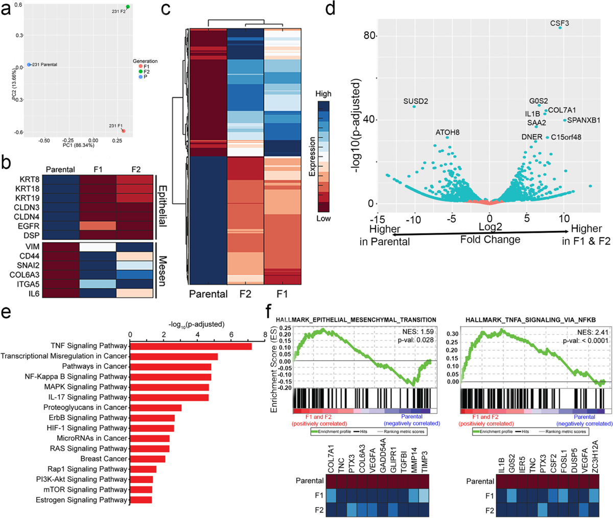 Identifying drivers of breast cancer metastasis in progressively invasive  subpopulations of zebrafish-xenografted MDA-MB-231 | Molecular Biomedicine