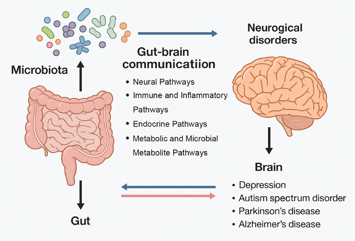 glutathione is most abundant antioxidant in the body The Glutathione System: A Journey from Cyanobacteria to Higher Eukaryotes