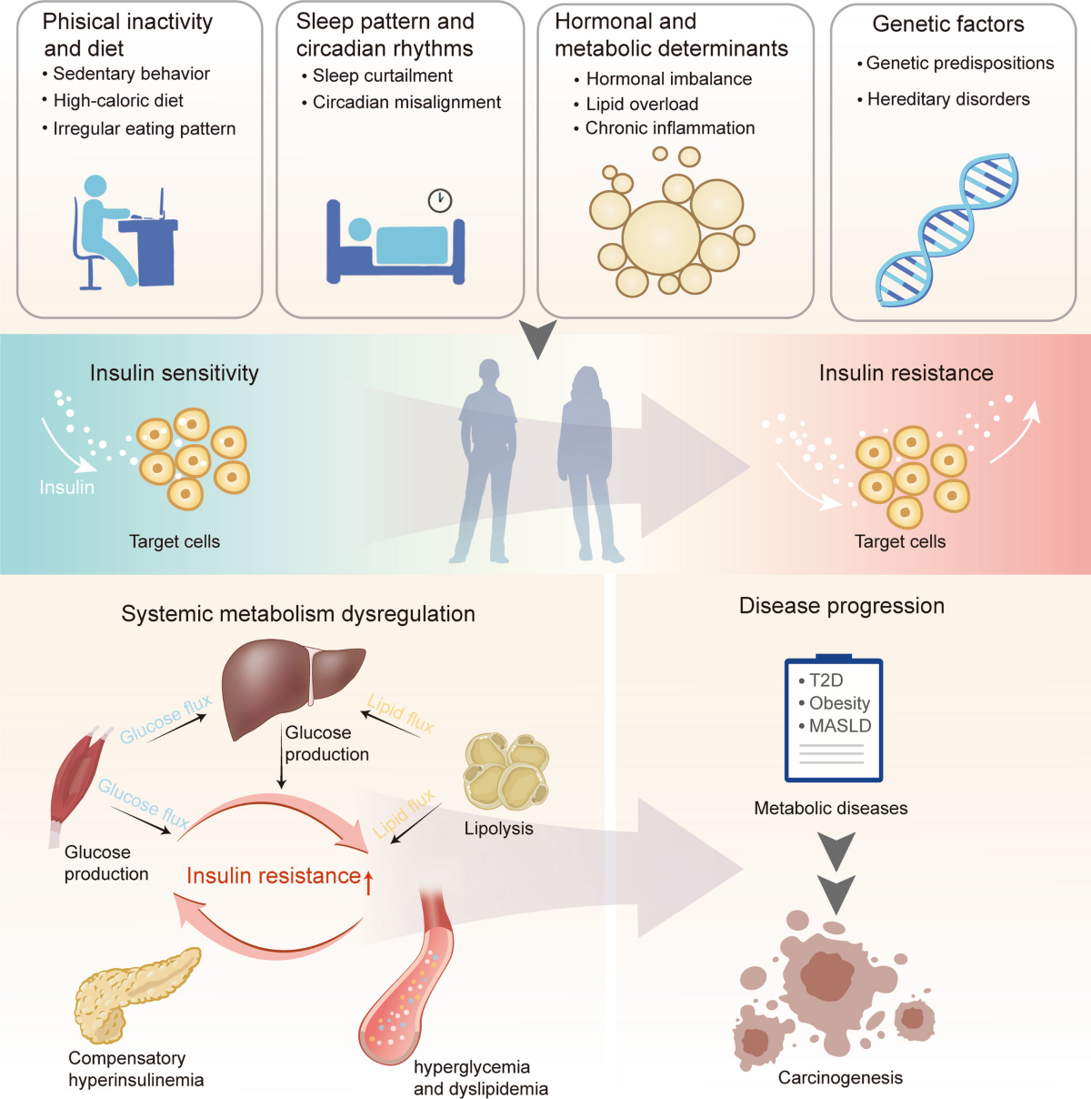Insulin resistance: mechanisms and therapeutic interventions | Molecular  Biomedicine | Springer Nature Link