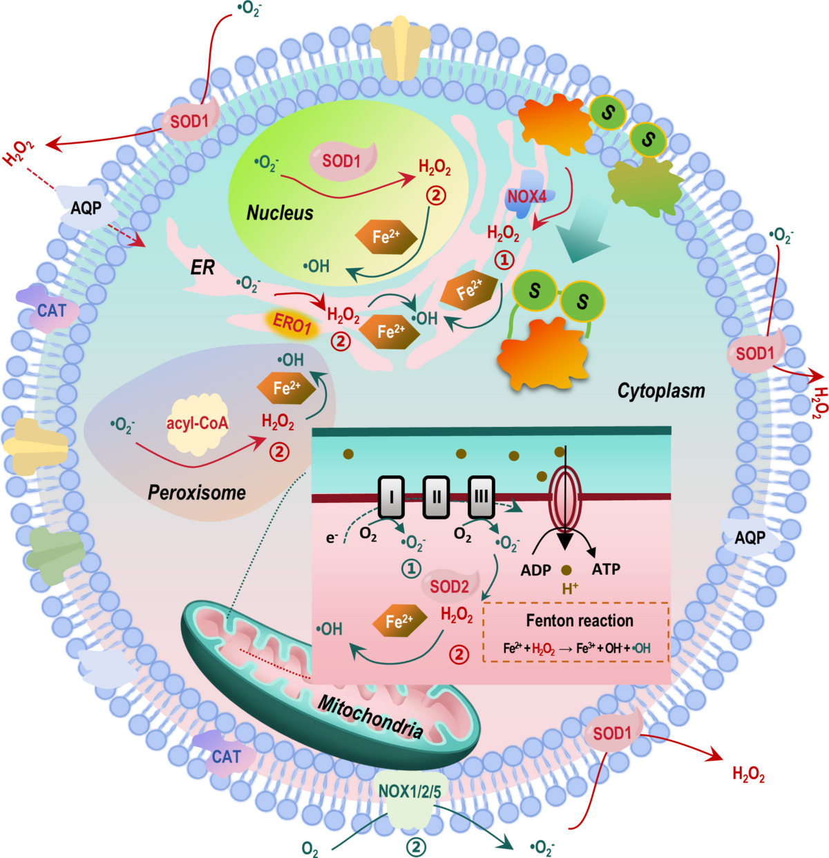 Reactive oxygen species in health and disease | Molecular Biomedicine