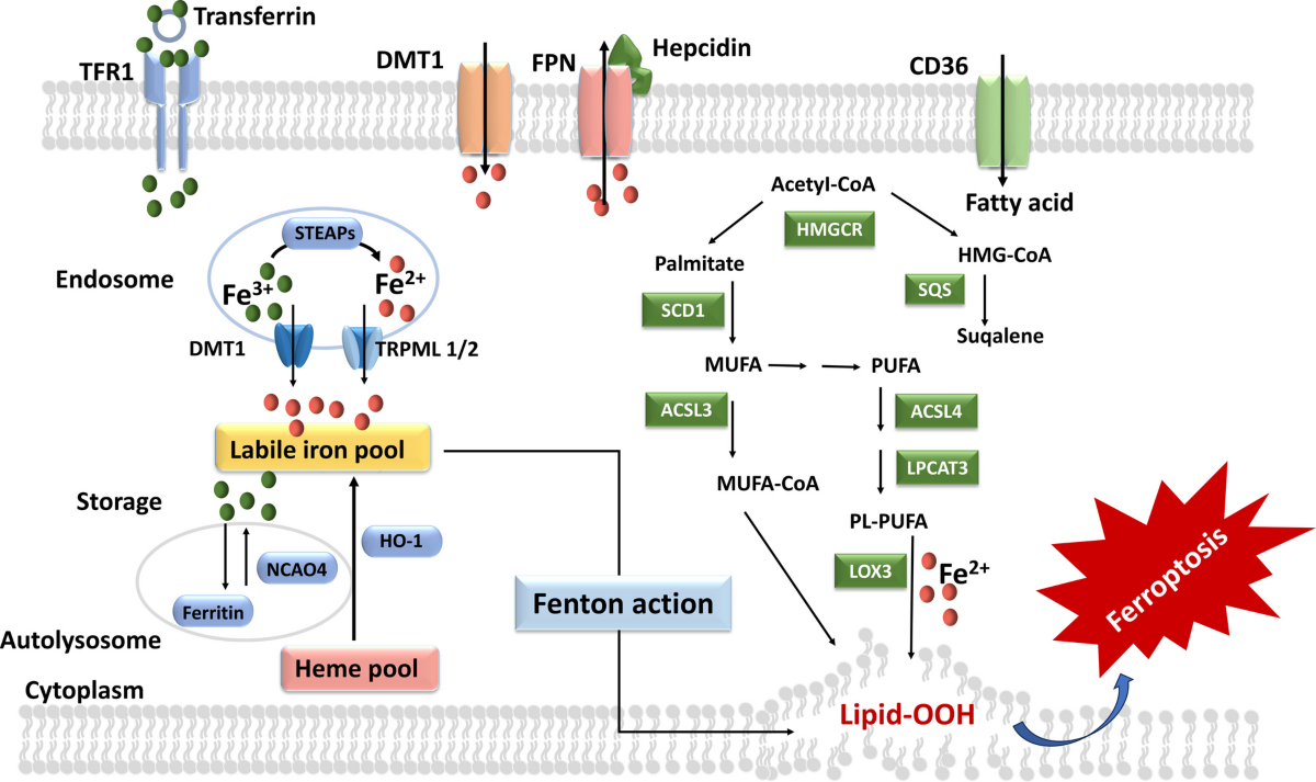 ipamorelin dosage in units CJC-1295/Ipamorelin Dosage Protocol: The Complete Clinical Guide to Dosing,  Cycling, and Injection