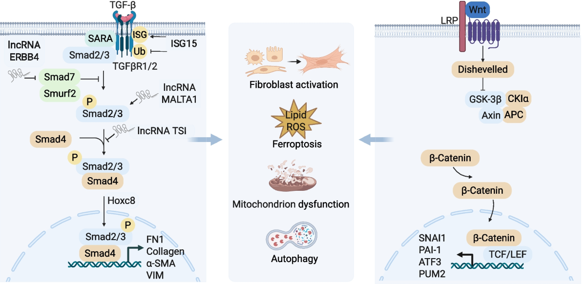 ed schimt glutathione Decreased metallothionein-3 expression in the human spinal cord is a common feature of amyotrophic lateral sclerosis and Homocysteine stimulates inducible nitric oxide