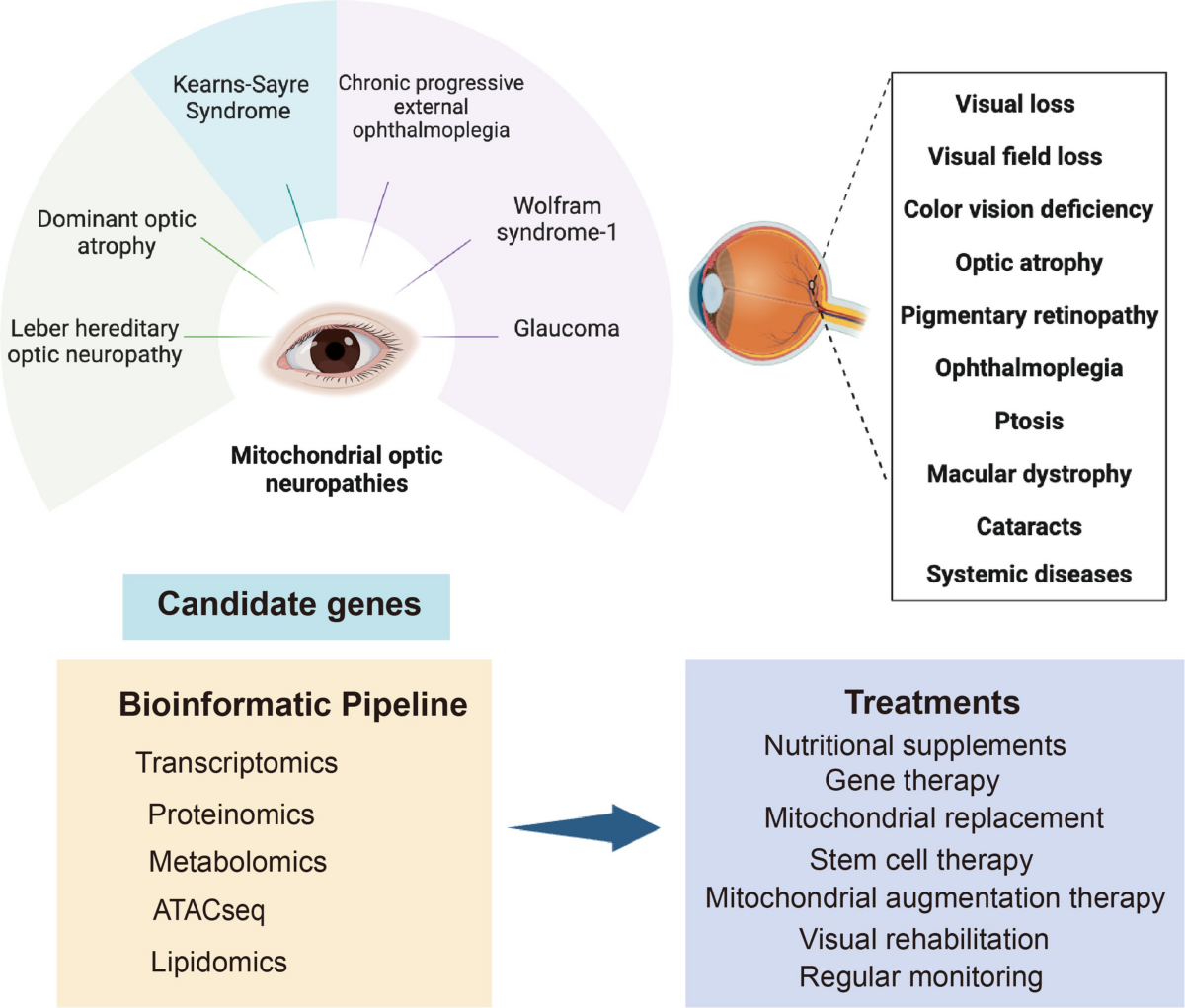 https www.drugs.com mtm l-carnitine.html Mitochondrial dysfunction in neurodegenerative disorders: mechanisms and therapeutic advances | Molecular Biomedicine This product promotes energy Pathogenesis and treatment of Dirty Genes™_MAOA Fast MK-677 - Refined Bio (Type):Liquid
