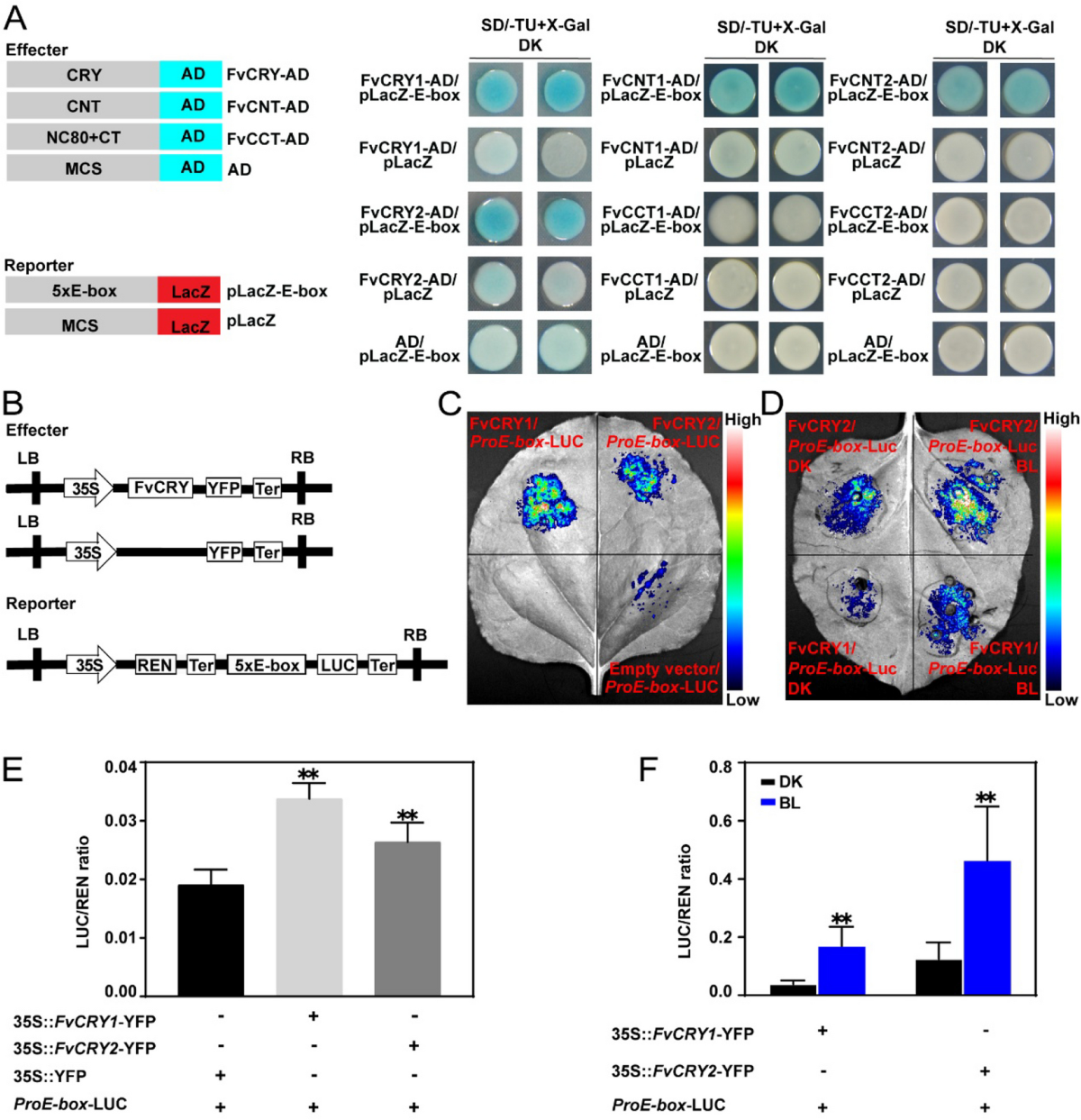 Strawberry cryptochrome FvCRY1 and FvCRY2 transcriptionally regulate  anthocyanin biosynthesis and sugar metabolism | Molecular Horticulture