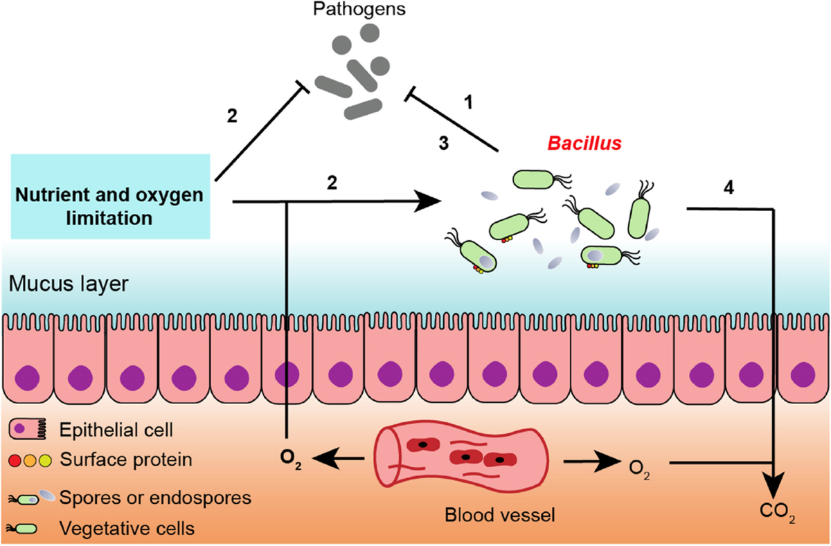 Bacillus spore formation illustration gut health