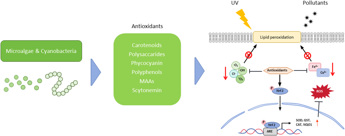 Natural antioxidants derived from microalgae and cyanobacteria and their  applications in skincare | Blue Biotechnology | Springer Nature Link
