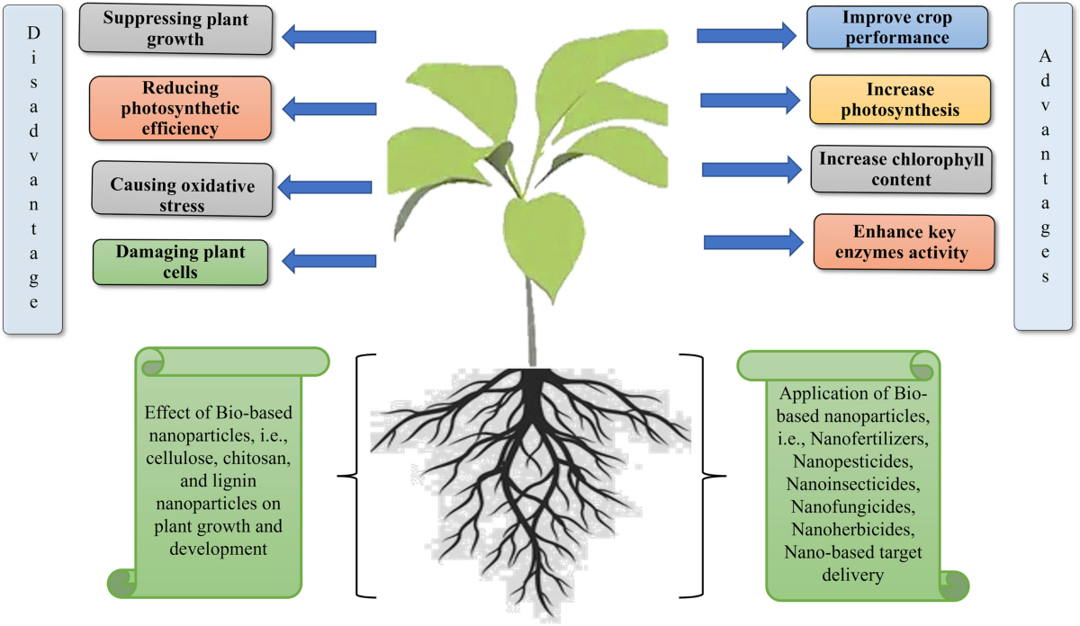 avoine plante Avoine laiteuse–une plante apaisante pour le calme et les nutriments main image 1