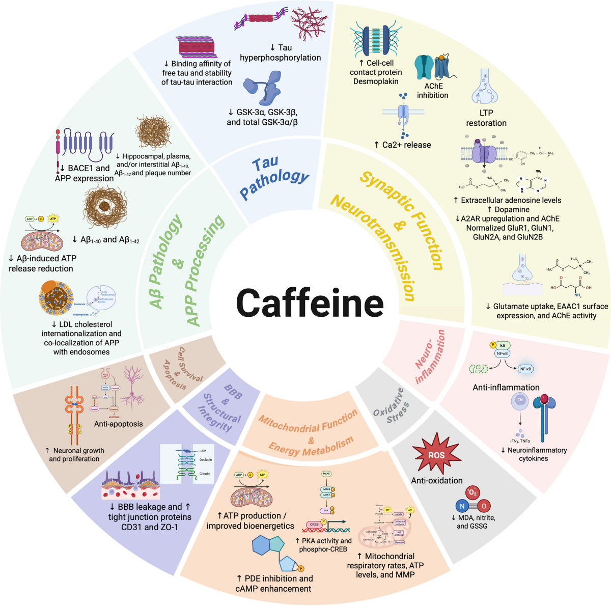can coffee affect glutathione The mechanism of actions of caffeine in Alzheimer's disease: a systematic  review of preclinical studies | Molecular Neurodegeneration Advances