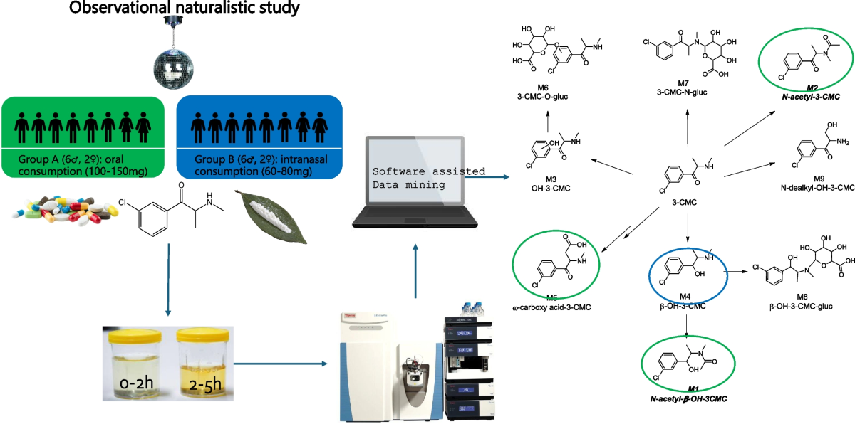 s-acetyl glutathione pharmacokinetics oral The Influence of Routes of Administration on 3-chloromethcathinone Urinary  Biomarkers Disposition: Preliminary In Vivo Study of Unknown Metabolites  Profiling on Healthy Volunteers | The AAPS Journal
