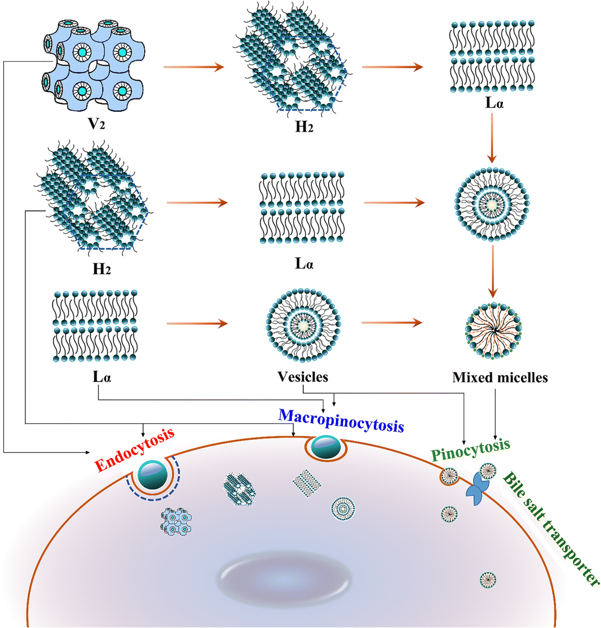 https://media.springernature.com/lw1200/springer-static/image/art%3A10.1208%2Fs12249-021-01951-w/MediaObjects/12249_2021_1951_Fig4_HTML.png