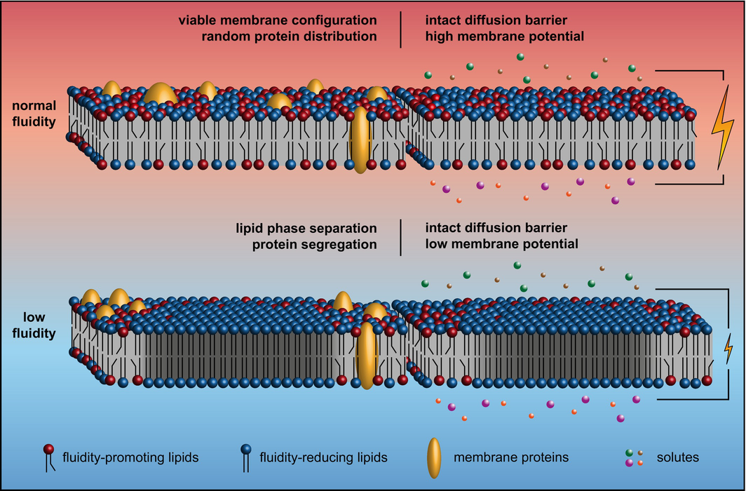 is melanotan legal in south africa Don't risk using tanning products containing melanotan