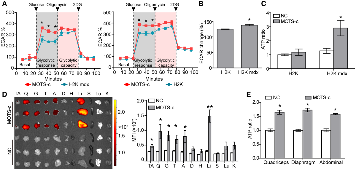 MOTS‐c promotes phosphorodiamidate morpholino oligomer uptake and efficacy  in dystrophic mice | EMBO Molecular Medicine