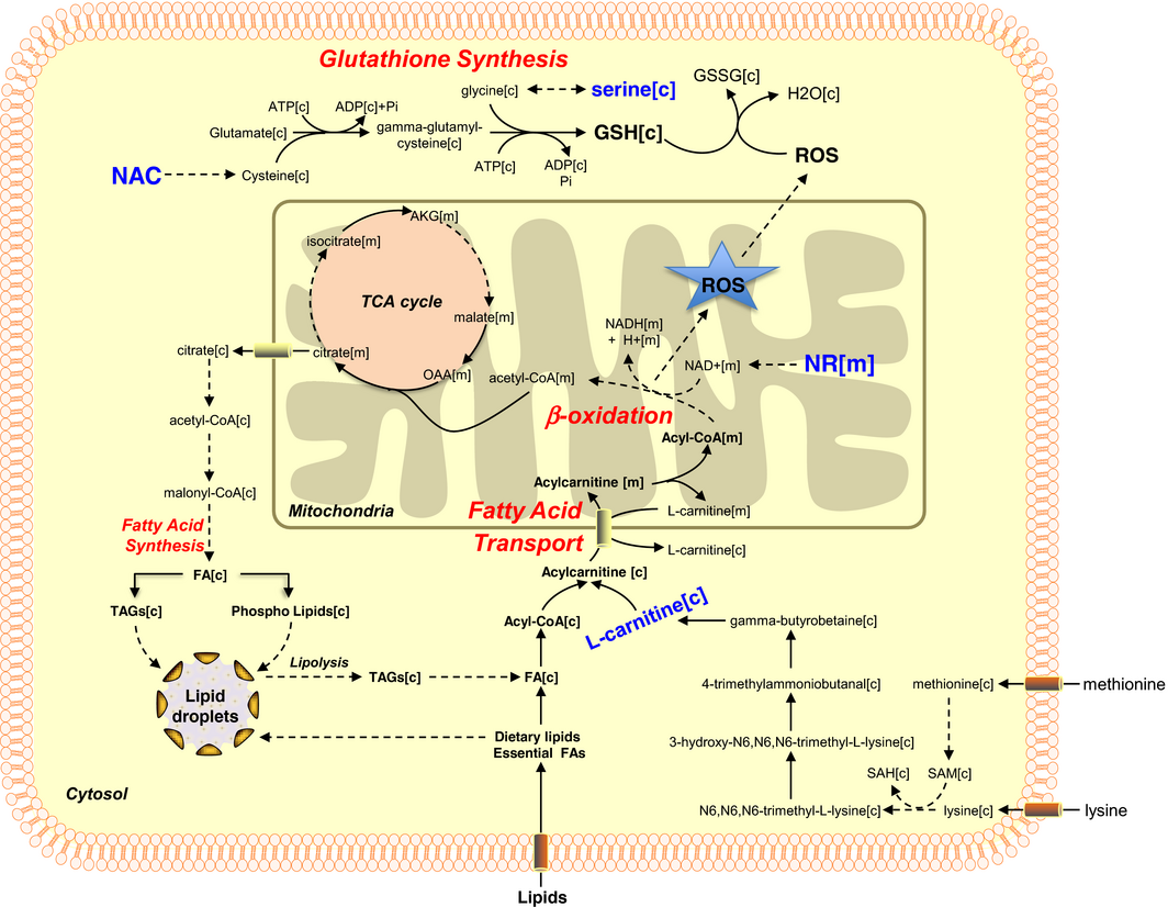 hepatic glutathione insulin transhydrogenase Personal model‐assisted identification of NAD+ and metabolism as intervention target in NAFLD | Molecular Systems Biology Serum Dưỡng Trắng Và