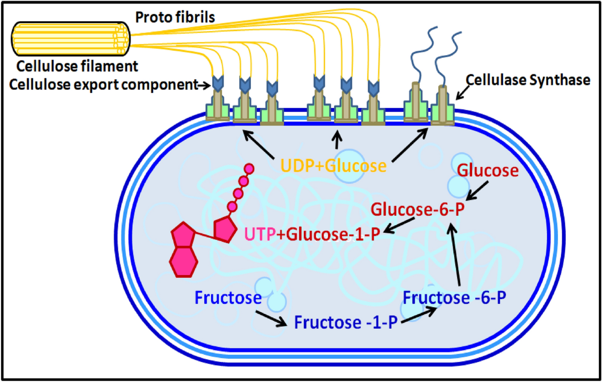 Bacterial cellulose: A smart biomaterial for biomedical applications |  Journal of Materials Research