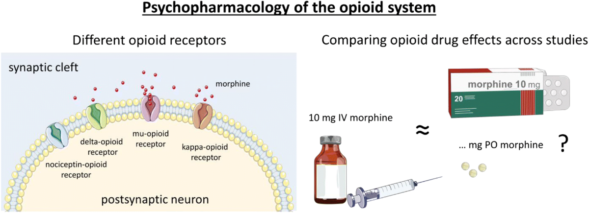 dsip opiod receptors The role of the opioid system in decision making and cognitive control: A  review | Cognitive, Affective, & Behavioral Neuroscience