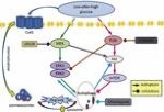 Endocrine 2/2017