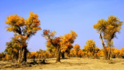 View full size image