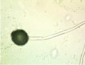 View full size image